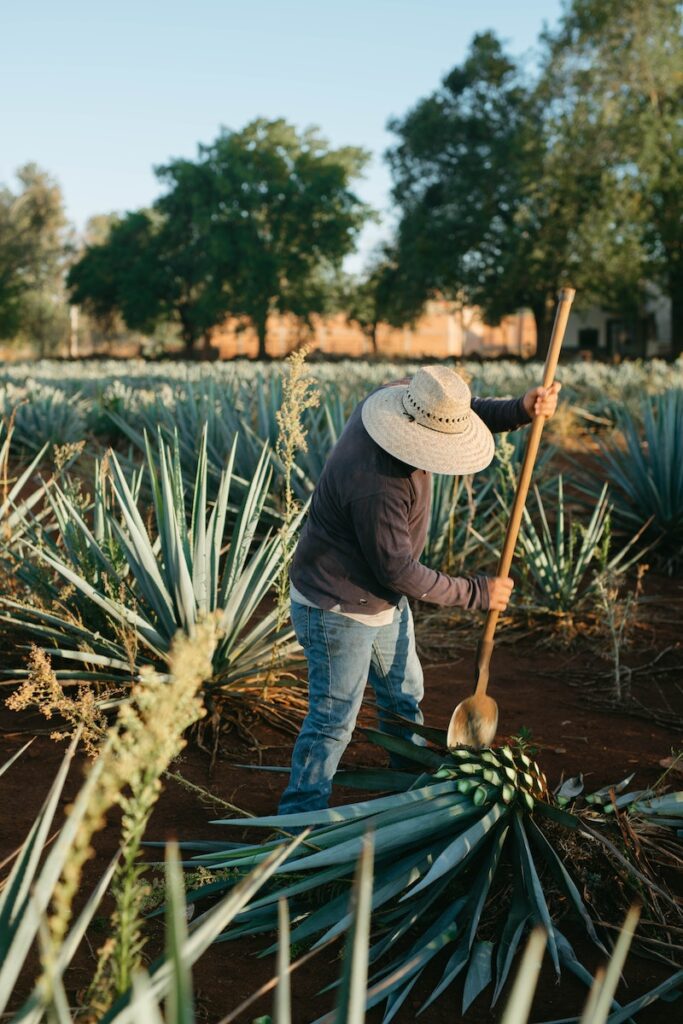 Harvests on Agave Plantation